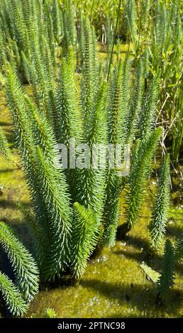 Tannenwedel, Hippuris vulgaris, Blueten ist eine Wasserpflanze. Tannenwedel, Hippuris vulgaris, Blossom is an aquatic plant, Stock Photo