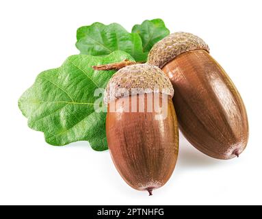 Two oak acorns with oak leaves isolated on white background. Stock Photo