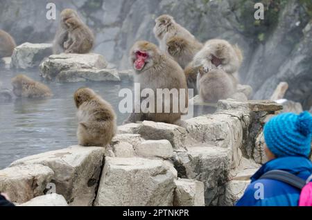 Person looking at Japanese macaques Macaca fuscata. Jigokudani Monkey ...