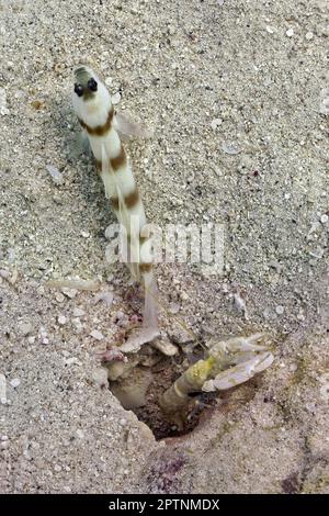 Steinitz' prawn goby - Amblyeleotris steinitzi (with bulldozer shrimp - Alpheus djeddensis) Stock Photo