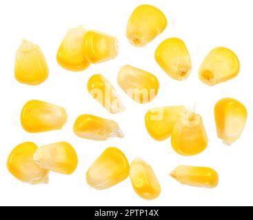 Maize seeds or corn seeds flying on white background. Stock Photo