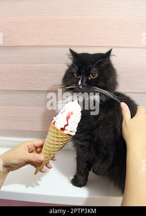 black cat looking to s ice cream in a waffle cup. Surprised cat with ice cream. Feline muzzle. Woman offering ice cream to pet. cute cat funny licks i Stock Photo