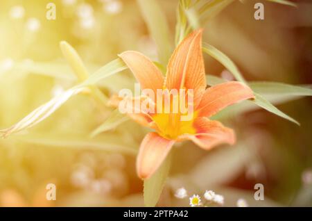 Orange lily flowers with green stems grow in a country house garden. Lilium bulbiferum is a herbaceous European lily with underground bulbs Stock Photo