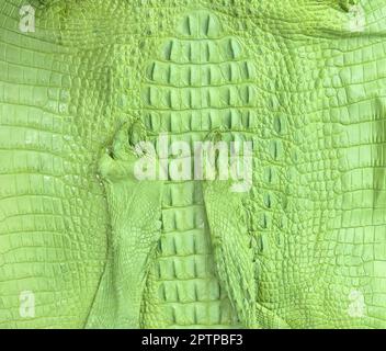 Genuine colored crocodile leather texture background. Crocodile skin texture. Background of crocodile reptile leather Stock Photo