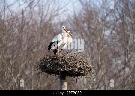 Two beautiful white storks sitting on their nest in a national park Stock Photo