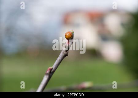 ladybug on the tip of an apple tree branch Stock Photo