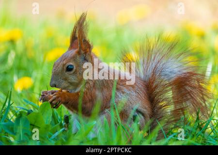Cute red squirrel with nut on the sunny meadow. Stock Photo