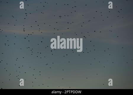 Exposed blue sky full of birds flying overhead. Background, chaos, black and white, flight, Stock Photo