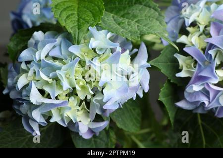 Beautiful hortensia plant with light blue flowers, closeup Stock Photo