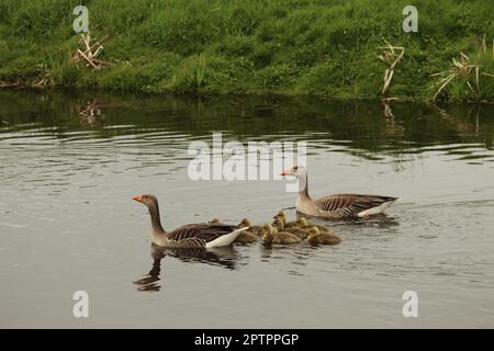 Greylag Goose with young swimming in the water Stock Photo