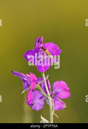 Consolida orientalis — Oriental knight's-spur with longhorn beetles in blurred background, stock photo. Stock Photo