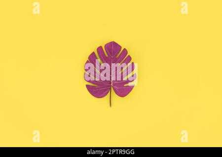 Tropical palm monstera leaf lies on a pastel colored paper. Minimal nature summer concept. Flat lay composition. Top view. Stock Photo
