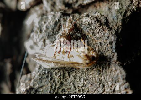 Jumping spiders are eating Is the most populous spider Stock Photo