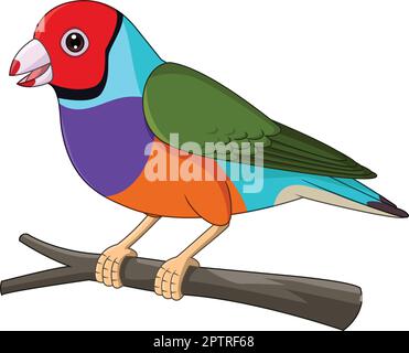 Cartoon Gouldian Finch Bird on Tree Branch Stock Vector