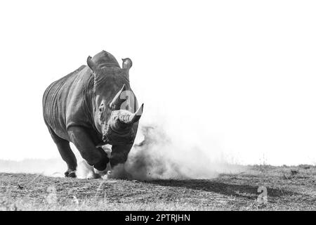 A powerful rhino kicks up a dust cloud. KENYA, AFRICA. MEDIA DRUM WORLD+44 (0) 333 321 1546 www.mediadrumworld.com picturedesk@mediadrumworld.com   Ra Stock Photo