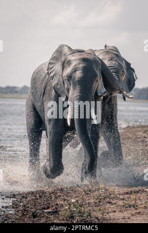African bush elephant splashes through shallow river Stock Photo - Alamy