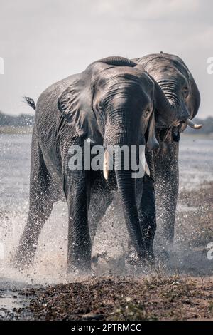 Two African elephants splashing through shallow river Stock Photo - Alamy