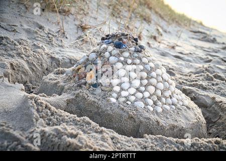Sand castle with shells and sand. Moat around the castle in front of dunes. On the beach in Denmark by the sea. Landscape photo Stock Photo