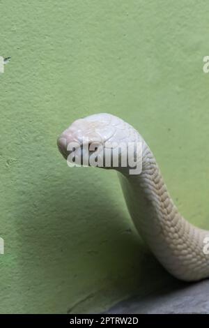 A white cobra looking through the glass closet in the zoo Stock Photo