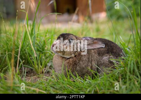 A young rabbit sitting in the grass, cloudy day in summer Stock Photo