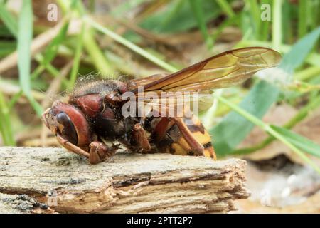 Giant hornet insect Stock Photo