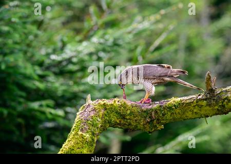 Sparrowhawk, Accipiter nisus, perched on a moss covered tree branch eating captured prey Stock Photo