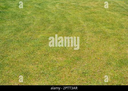 Background with freshly mown grass carpet Stock Photo