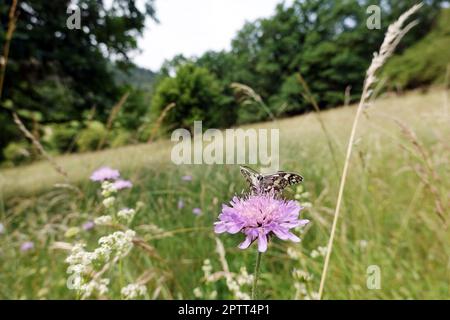 Schachbrett oder Damenbrett (Melanargia galathea) auf Acker-Witwenblume (Knautia arvensis, Syn. Scabiosa arvensis), Naturschutzgebiet Kuttenberg, Nord Stock Photo