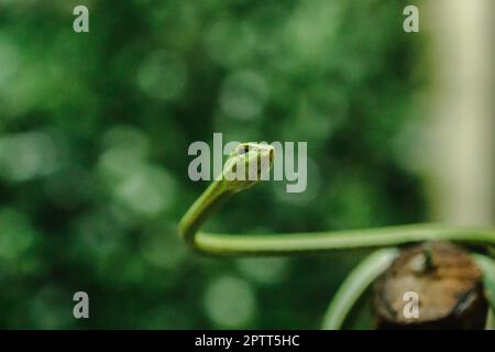 Long-nosed whip snake is a kind of poisonous snake Living most of the tree life Stock Photo