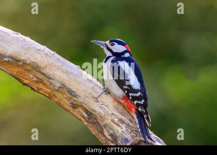 Great Spotted Woodpecker, Dendrocopos major, on a garden feeder Stock Photo