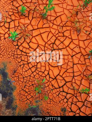 Plants growing through cracked dry land in a barren landscape. Closeup of an artistic image in bright rusty orange with copyspace. New growth symbolis Stock Photo