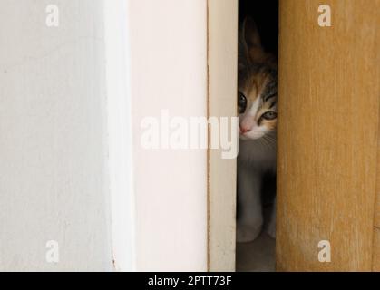Tiny kitten peeking through an barely open door. Stock Photo
