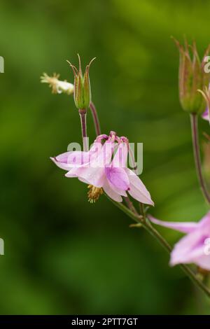 Pink flower of aquilegia species growing in a backyard garden, isolated in a lush green foliage background. Colorful flowerhead or plant blossoming or Stock Photo