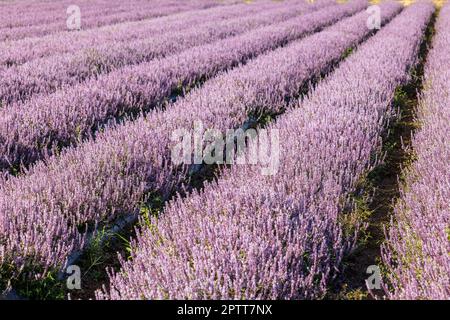 Chinese Mesona flower field in Taoyuan Yangmei District Stock Photo