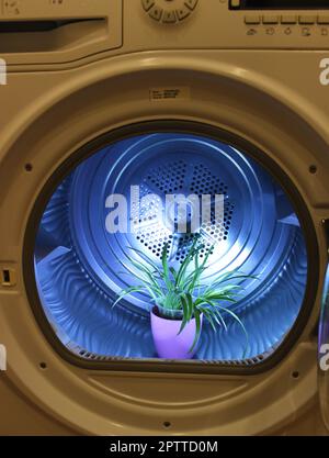 Plant In A Plastic Pot Inside A Drum Of Washer Stock Photo For Vertical Story Stock Photo
