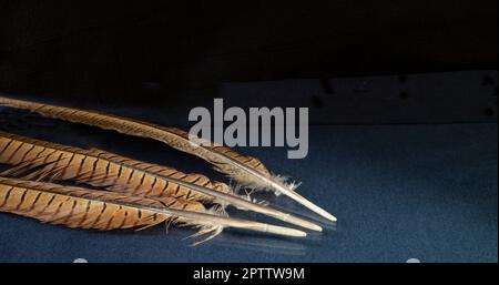 Beautiful Feather Of The Pheasant Rests Upon Turn Blue Table Subjects beautiful-feather-of-the-pheasant-rests-upon-turn-blue-table-subjects