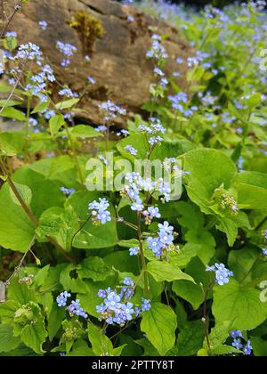 Detail of forget me not flowers in full bloom. Stock Photo