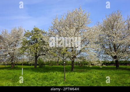 27.04.2023, Xanten, Nordrhein-Westfalen, Deutschland - Die Streuobstwiesen am RVR-Besucherzentrum NaturForum Bislicher Insel erhalten das Prädikat "Vo Stock Photo