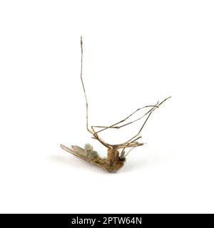 Dead dried mosquito. Side view. High resolution photo. Full depth of field. Stock Photo