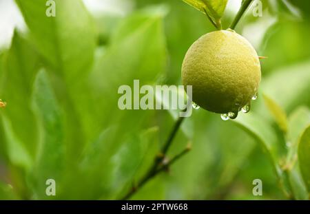 Fresh unripe lemon with leaves and water drop. Side view. High resolution photo. Stock Photo