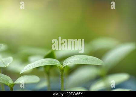 Cucumber sprouts. Cucumber rose garden. Extreme closeup. High resolution photo. Stock Photo