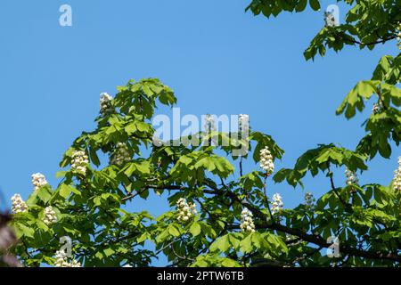 Chestnut tree blooming with white flowers on branches with green leaves on blue sky background Stock Photo