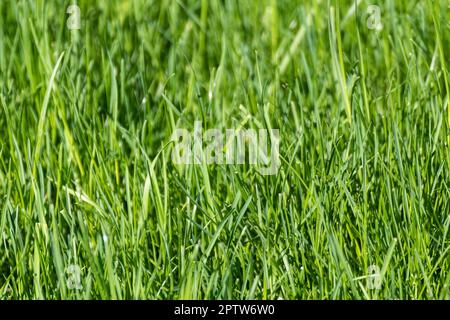 Green grass close-up background. Natural fresh weed shining lawn background. Vibrant spring nature pattern Stock Photo