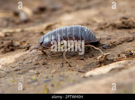 A pill woodlouse, on Arnside Knott,  Arnside, Milnthorpe, Cumbria, UK Stock Photo