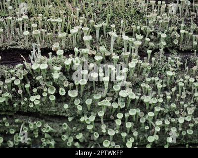 pixie cup lichen scientific name Cladonia asahinae Stock Photo