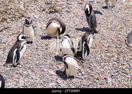 Magellanic penguins. Punta Tombo penguin colony, Patagonia, Argentina Stock Photo