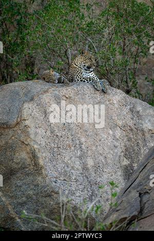 Leopard lying on shady boulder with cub Stock Photo