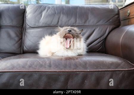Birman cat yawning Stock Photo