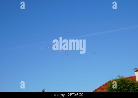 Tauben am Himmel Stock Photo