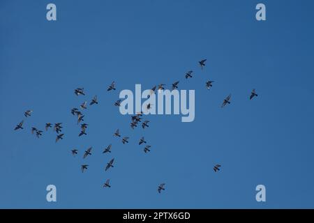Tauben am Himmel Stock Photo